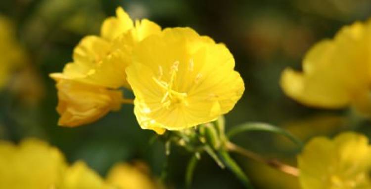 Health Benefits of Evening Primrose Oil