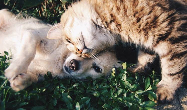 6 Razones de salud para tener mascotas