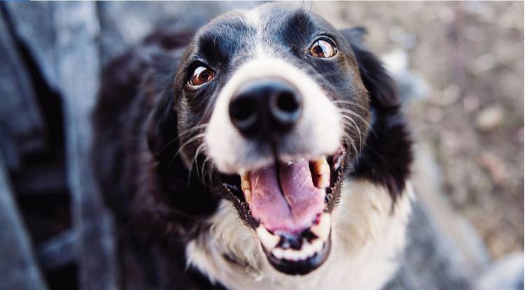 Consejos para los dientes de tu mascota