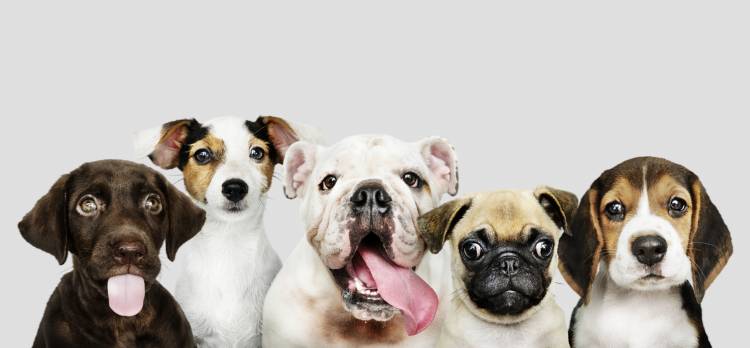 Aceite de hígado de bacalao para perros