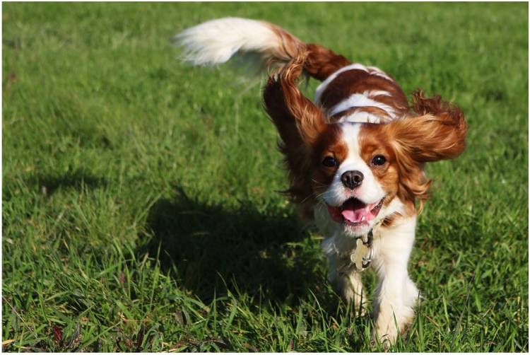 Suplementos para las articulaciones de tu perro