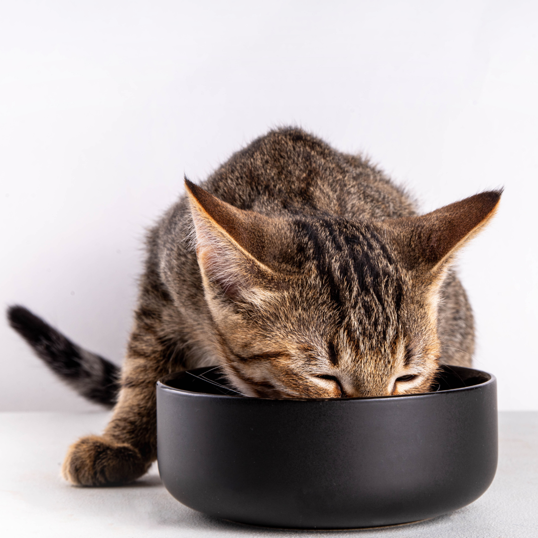 Cat Food | Simply Supplements