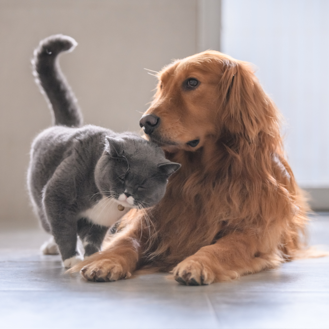 VitaPaws Sale