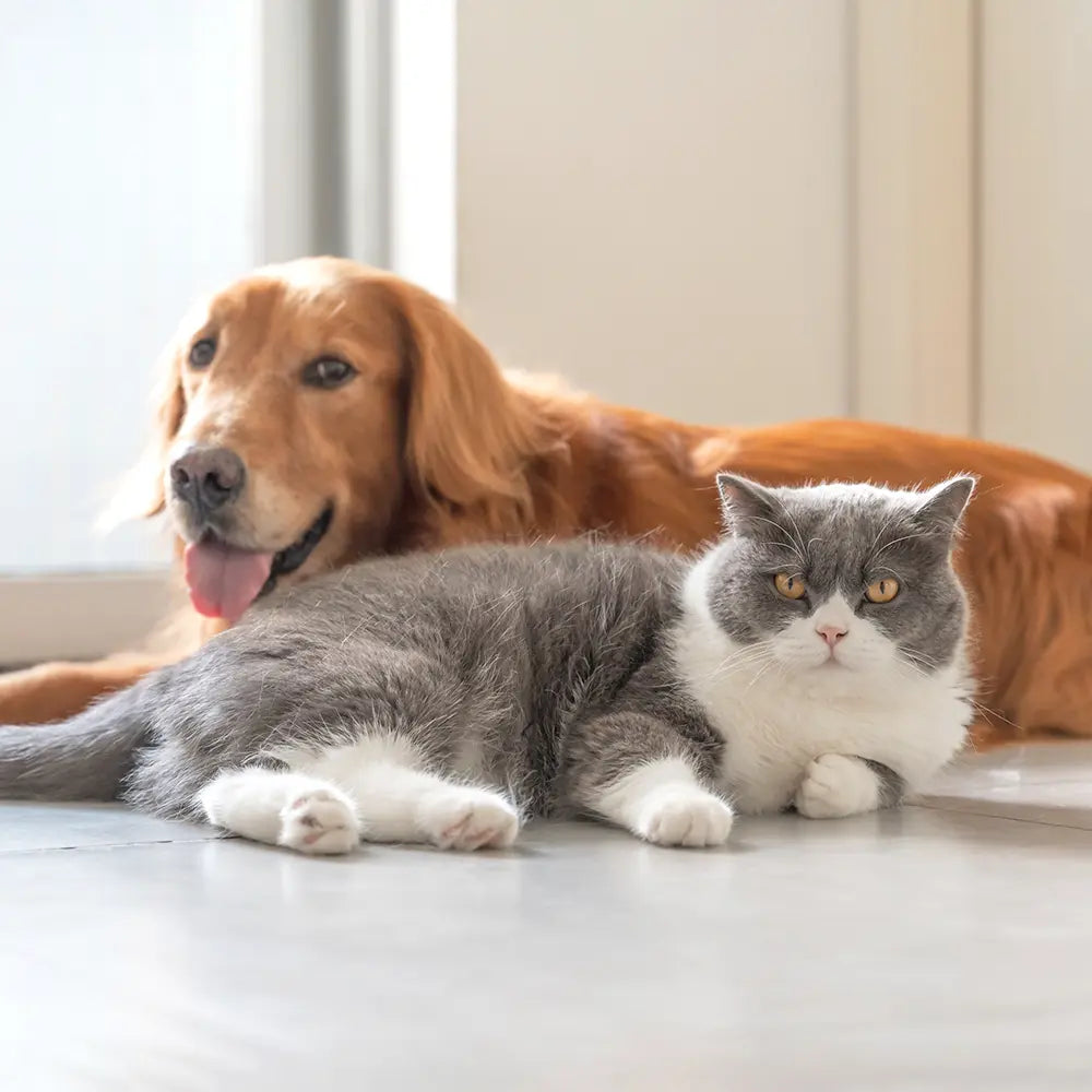 Pet Health | VitaPaws | Simply Supplements