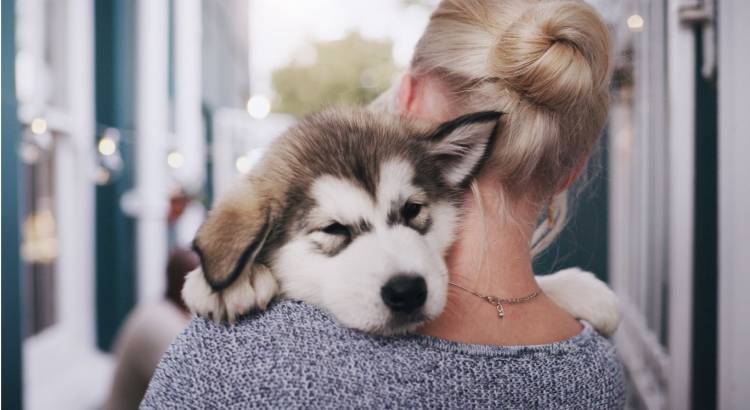 Prepárate para la llegada de una mascota